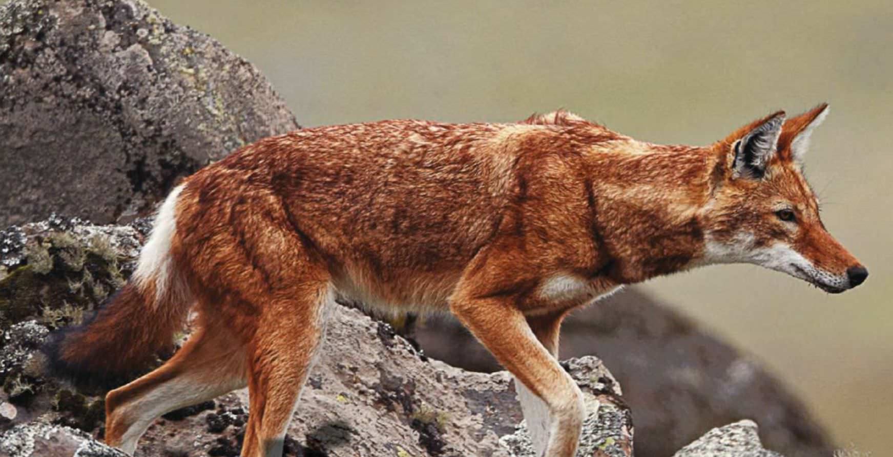 Wolf Dressed In Fire