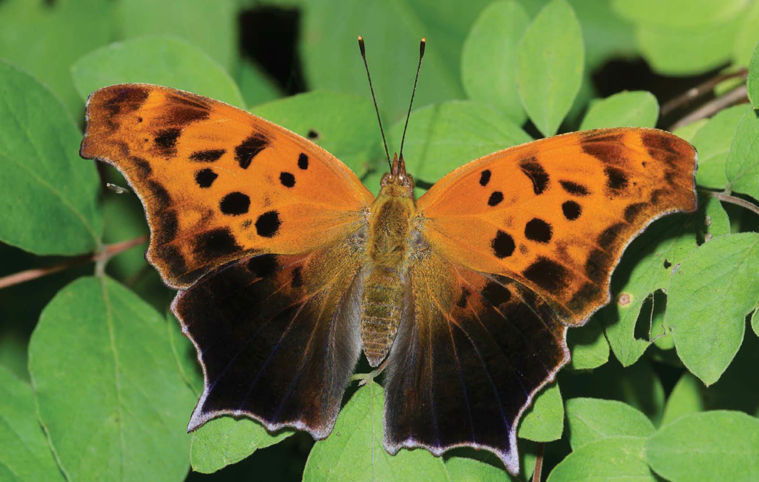 Butterflies In Disguise