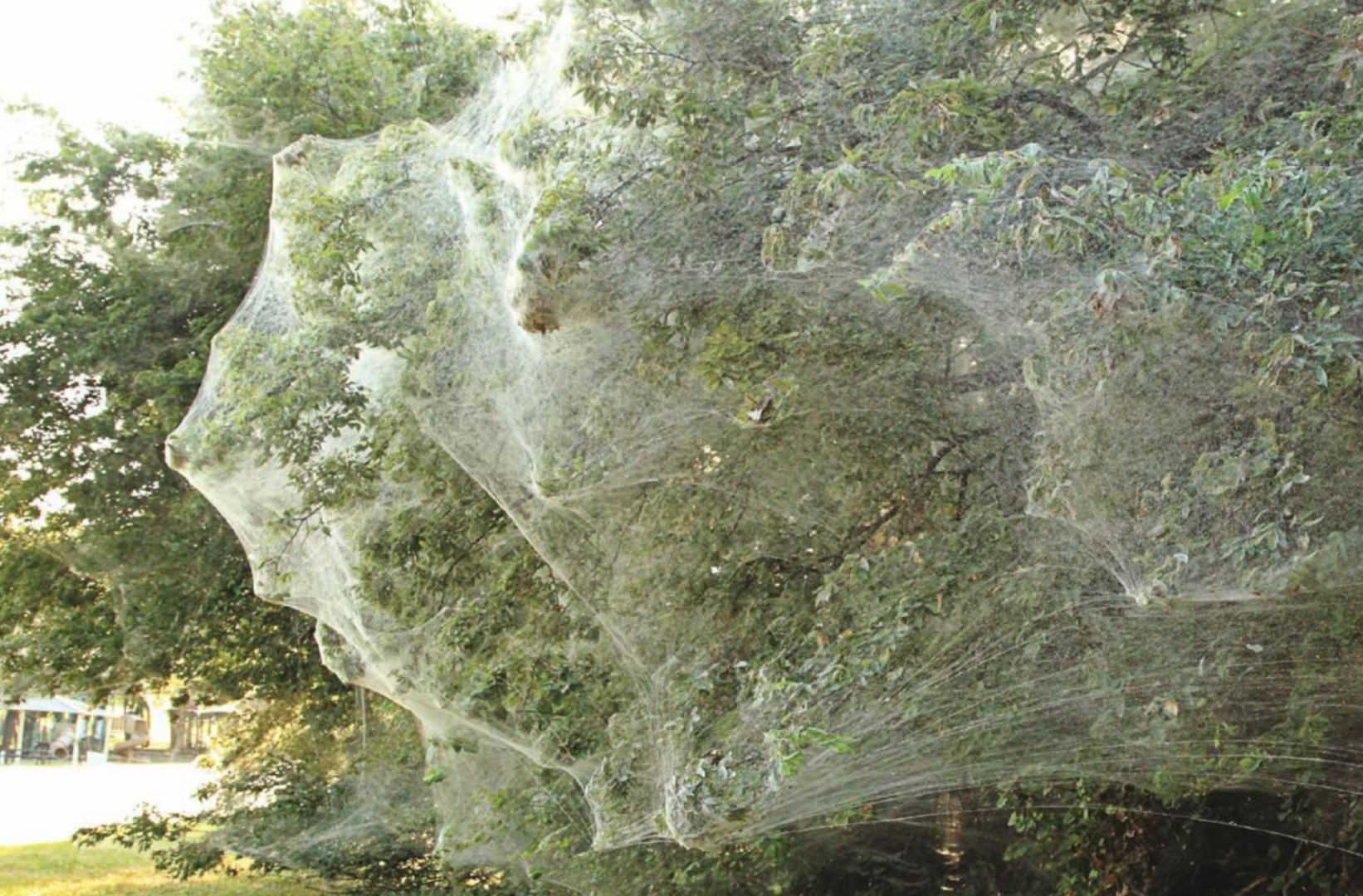 Untangling A Giant Web Mystery