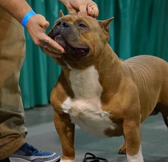 abkc pocket bully