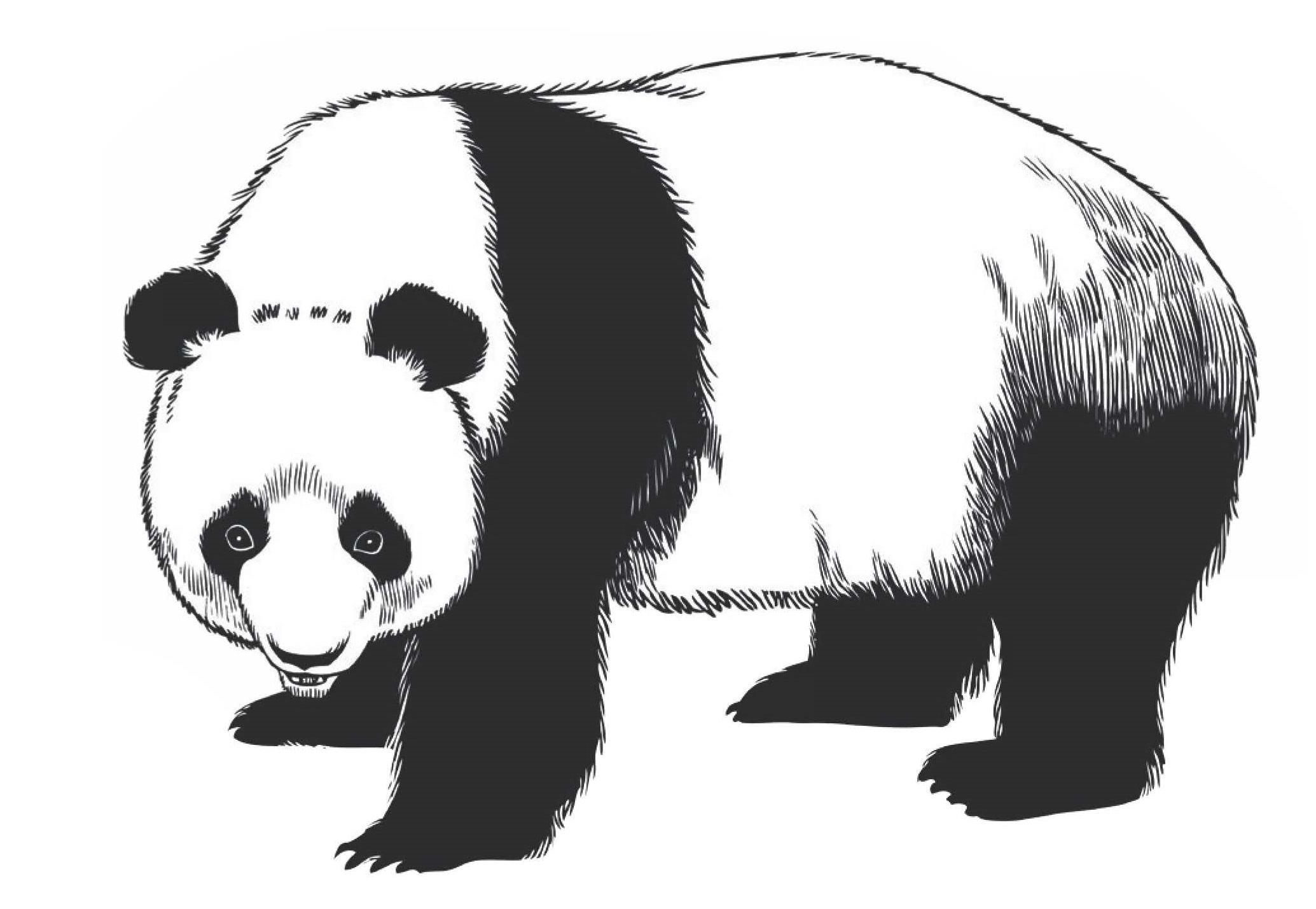 Hello Panda
