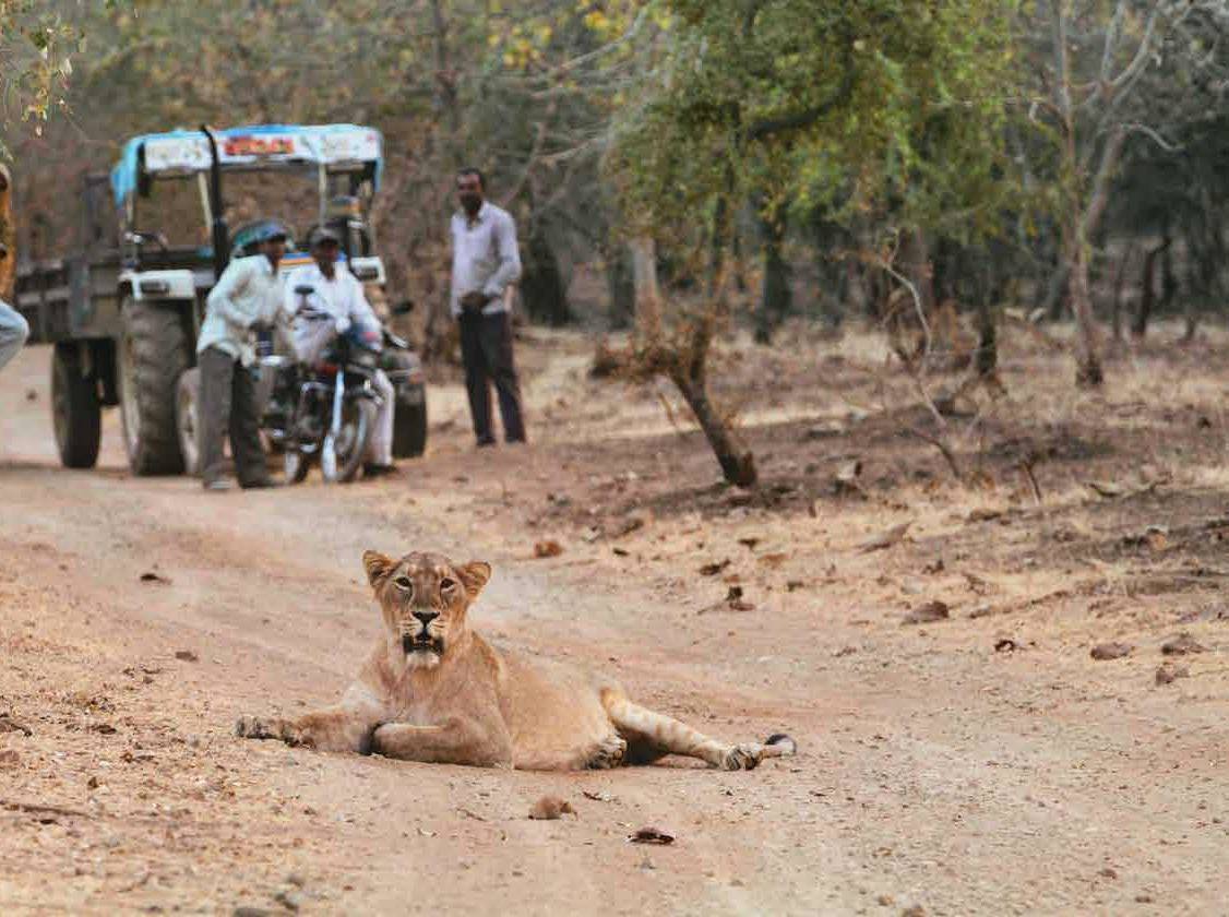 The Lion In The Ness