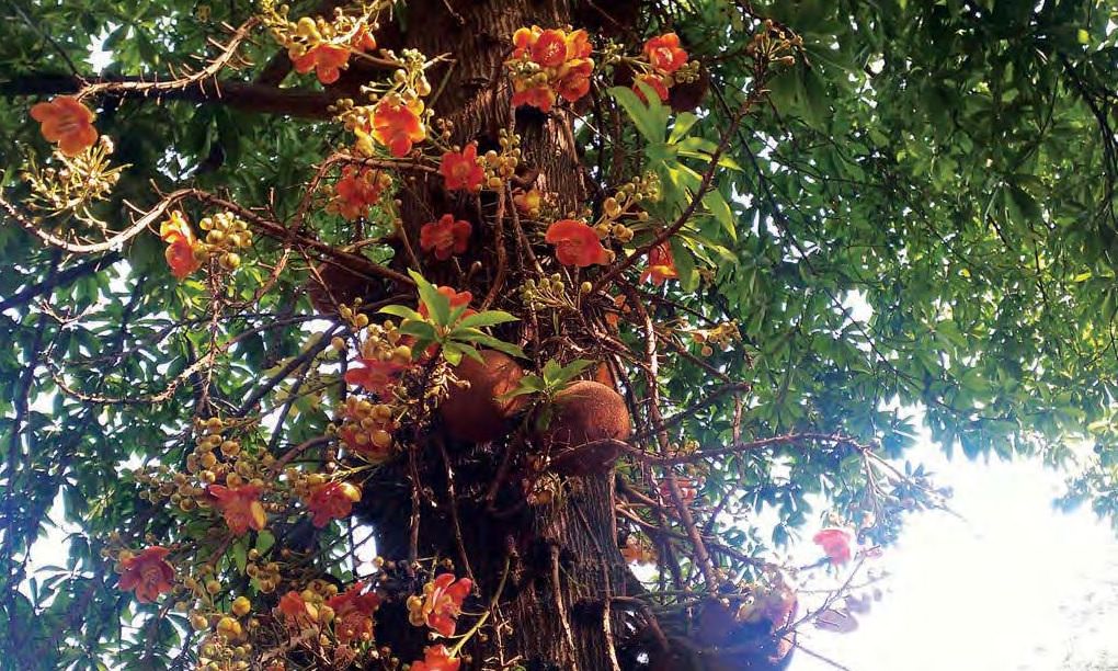 The Nagalingam:From South America, adopted in India
