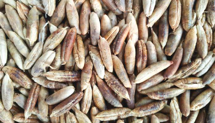 Date Seed: Don't Waste, Just Taste It