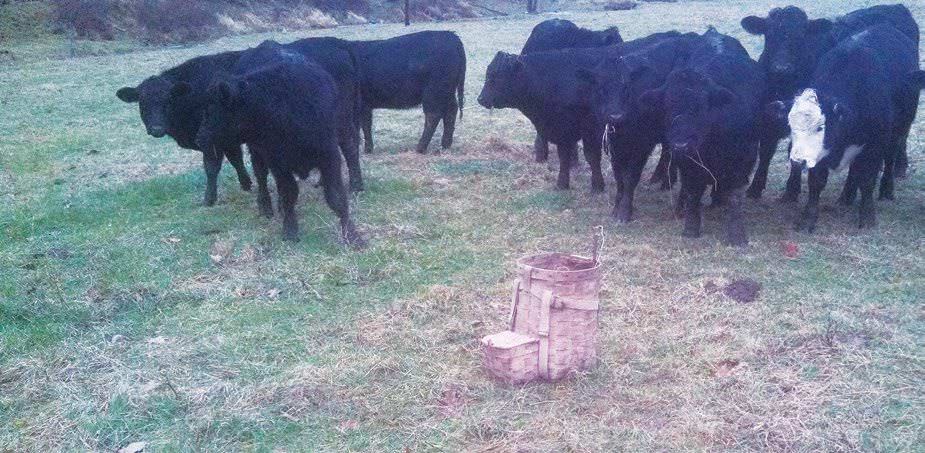 Tips & Tactics For Catching Coyotes In Cow Pastures