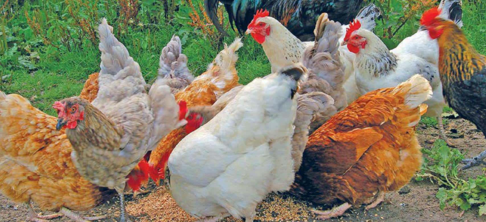 How Intelligent Is A Chicken?