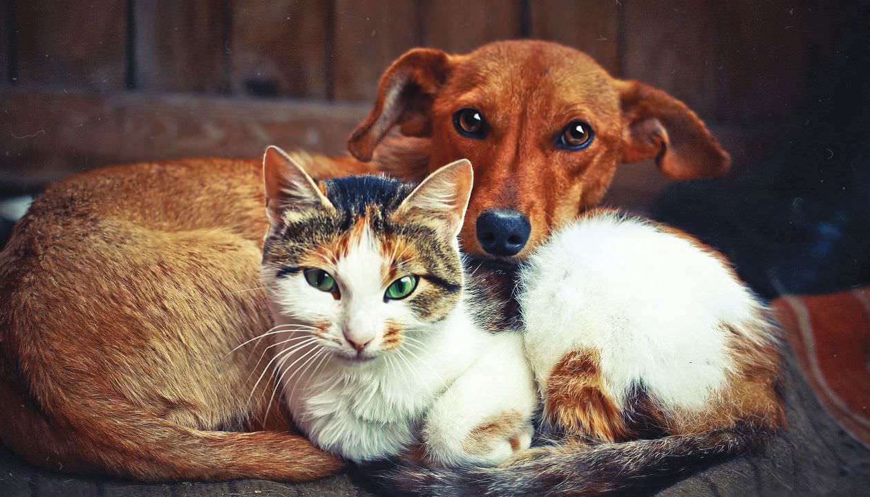 stray animals dogs loveliest cats sri lanka pets change