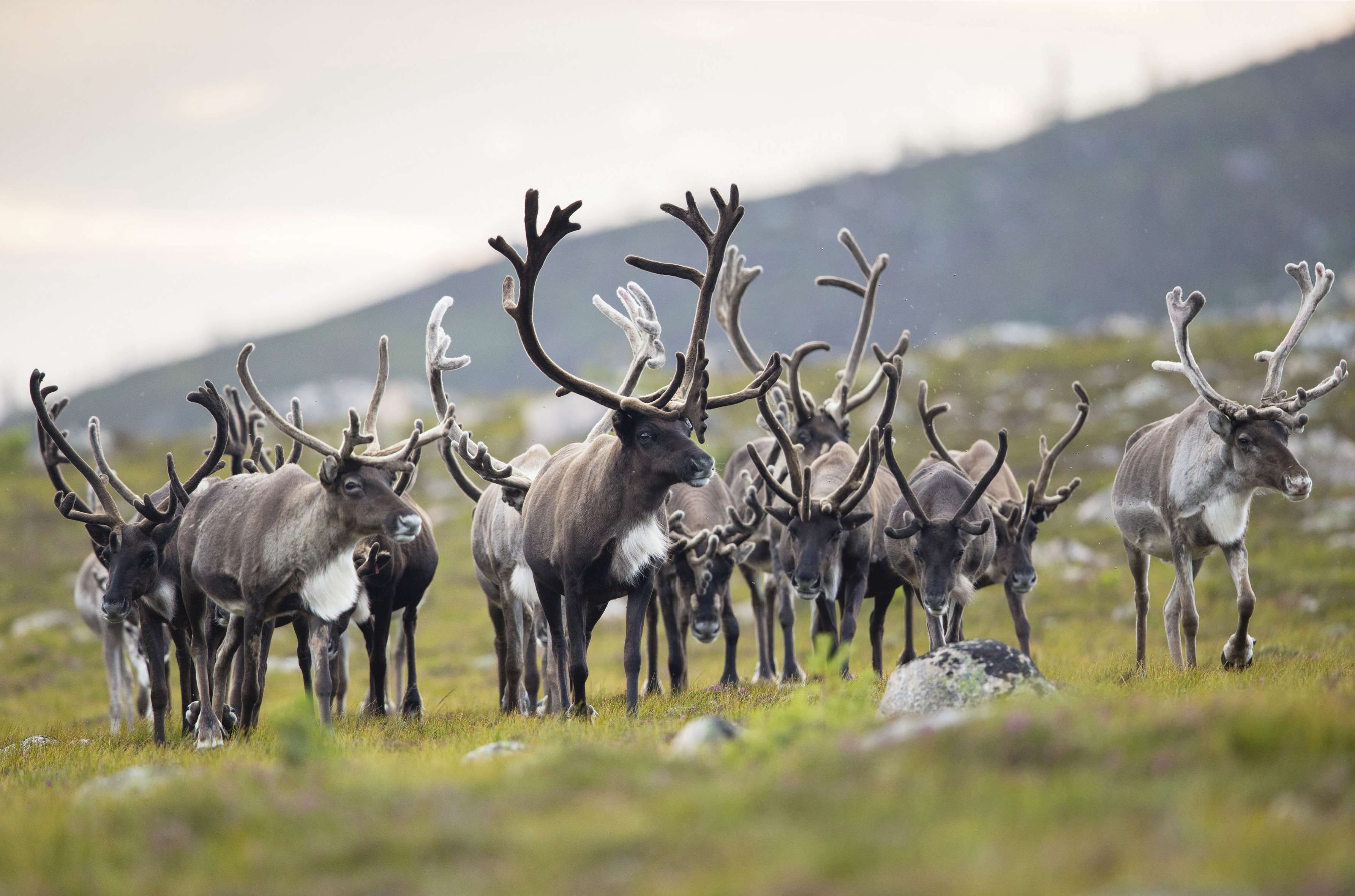 Rebranding Rudolf