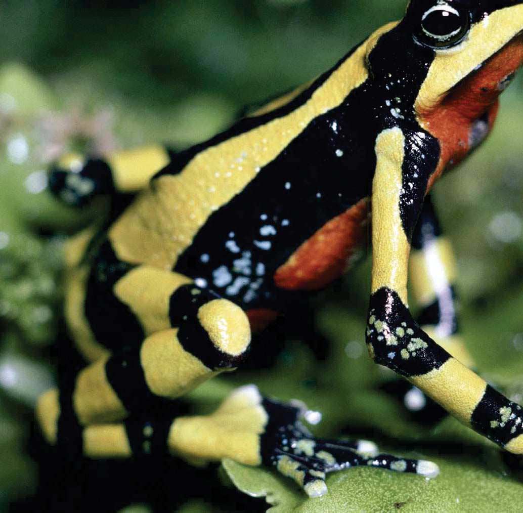 Frogs Are Bouncing Back