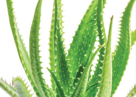 Aloe