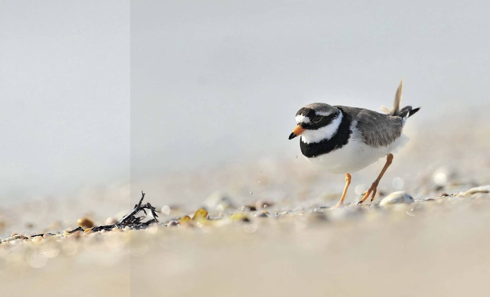 Essex Wildlife