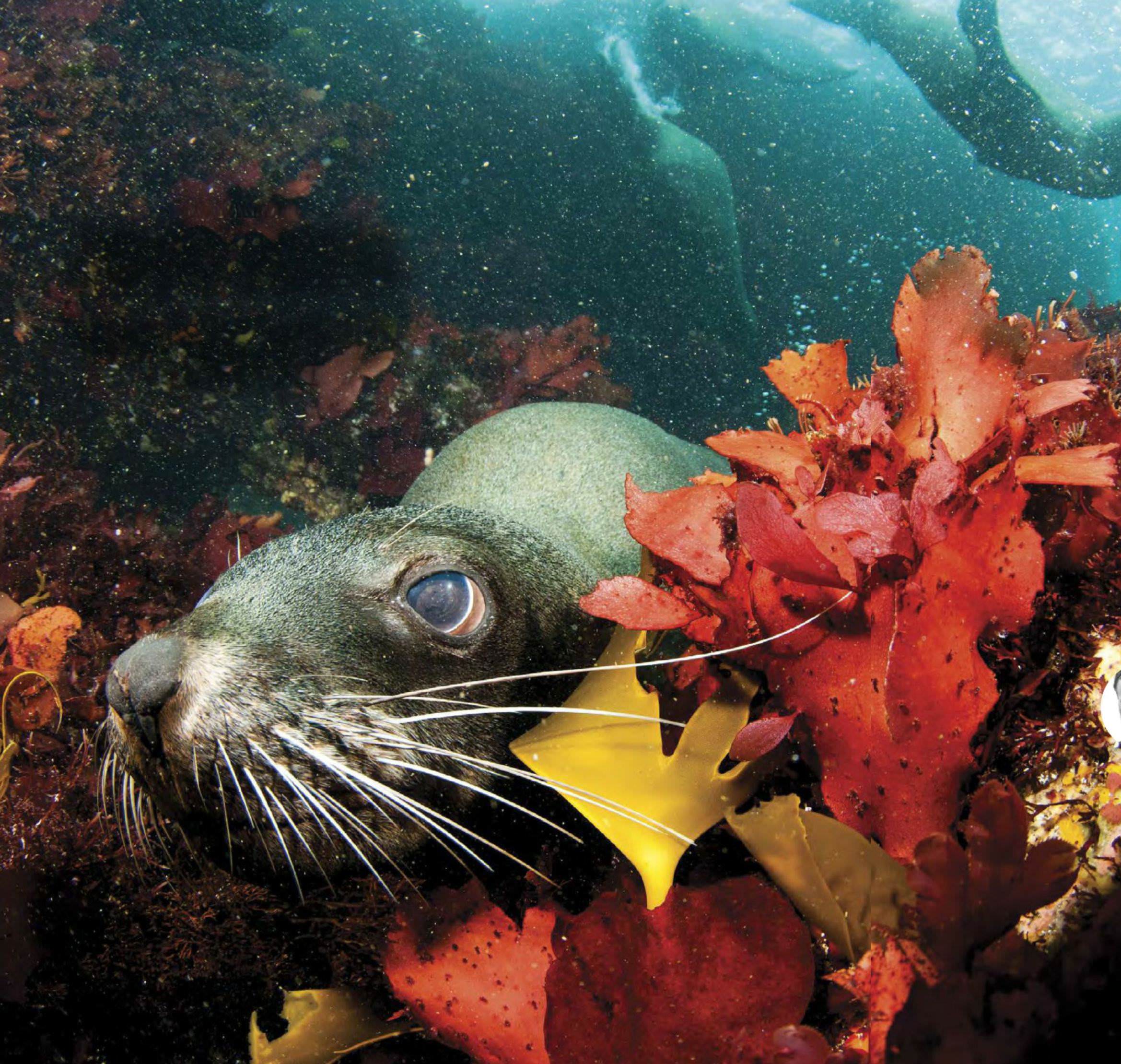Underwater Photography