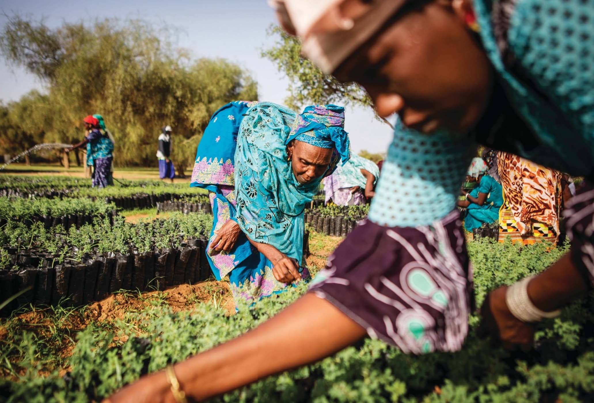 The Great Green Wall Of Africa