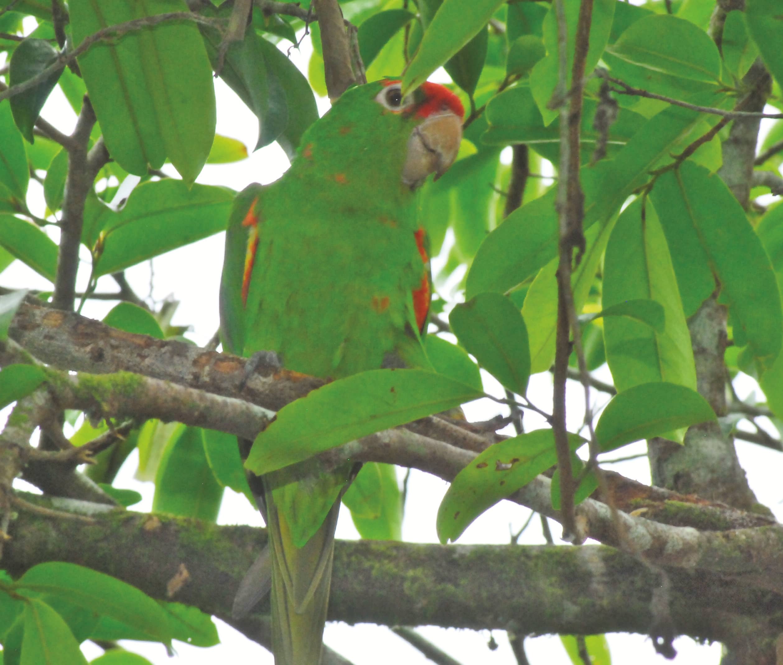 Crimson-fronted Parakeet