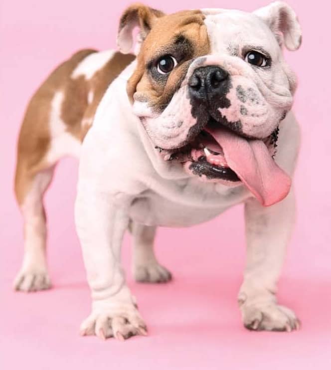 How Often Should You Treat Your Pet?