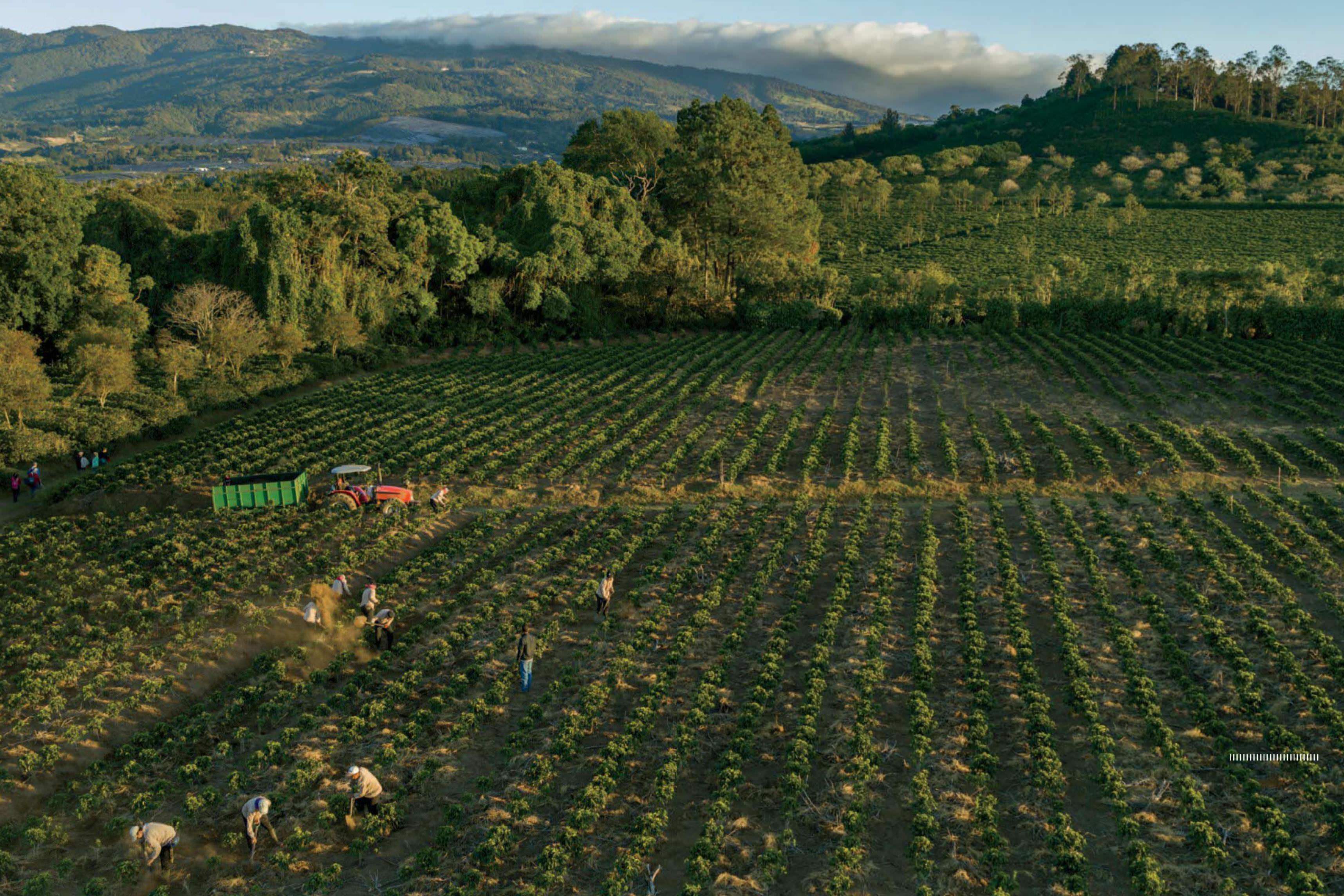Coffee's Climate Crisis