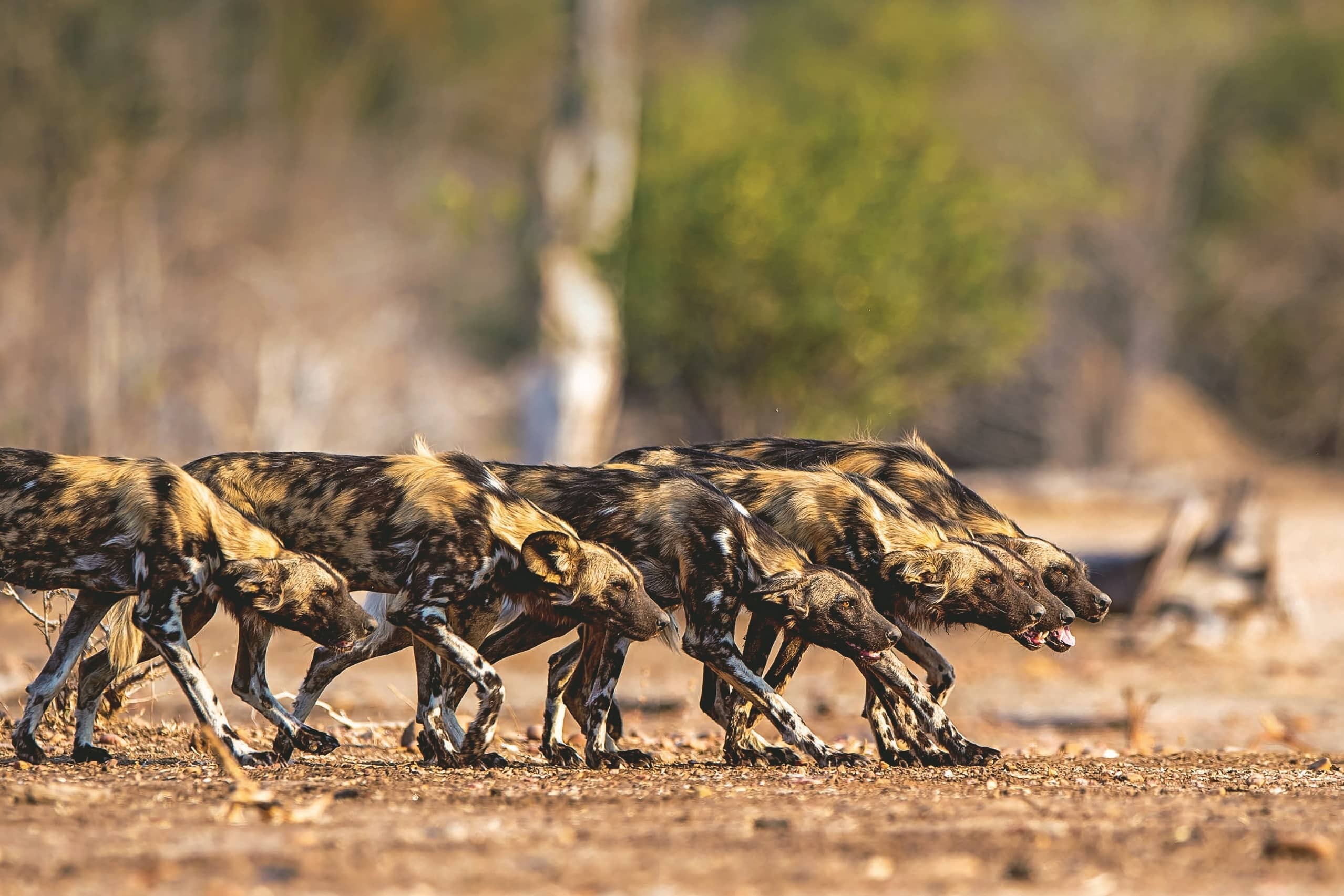 Leader Of The Pack