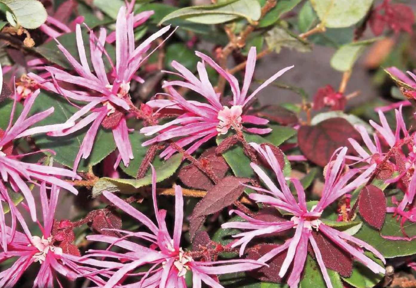 Chinese Fringe Flower
