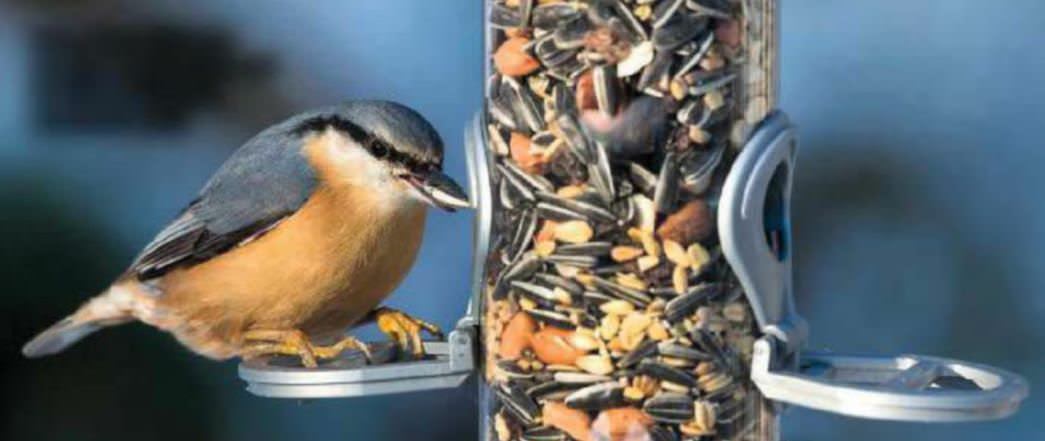 Nuthatches Go Nutty