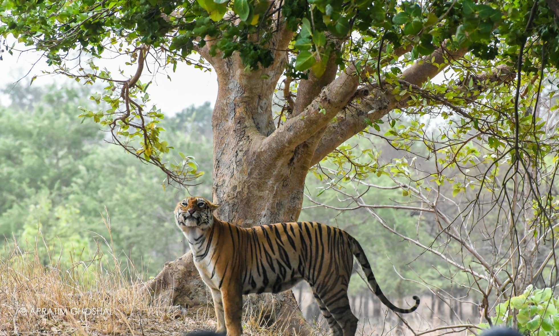 Tadoba Andhari Tiger Reserve