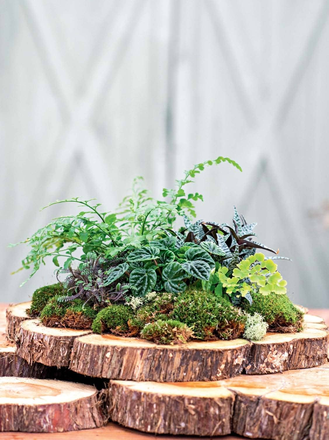 STUMP UP AN INDOOR FERNERY