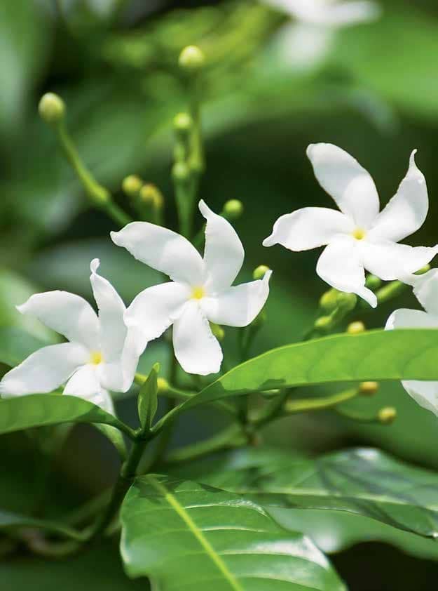 Heavenly Scent Jasmine