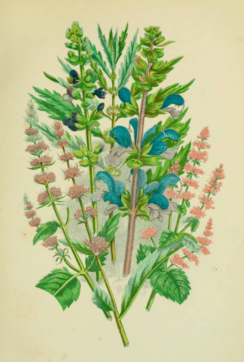 Mint