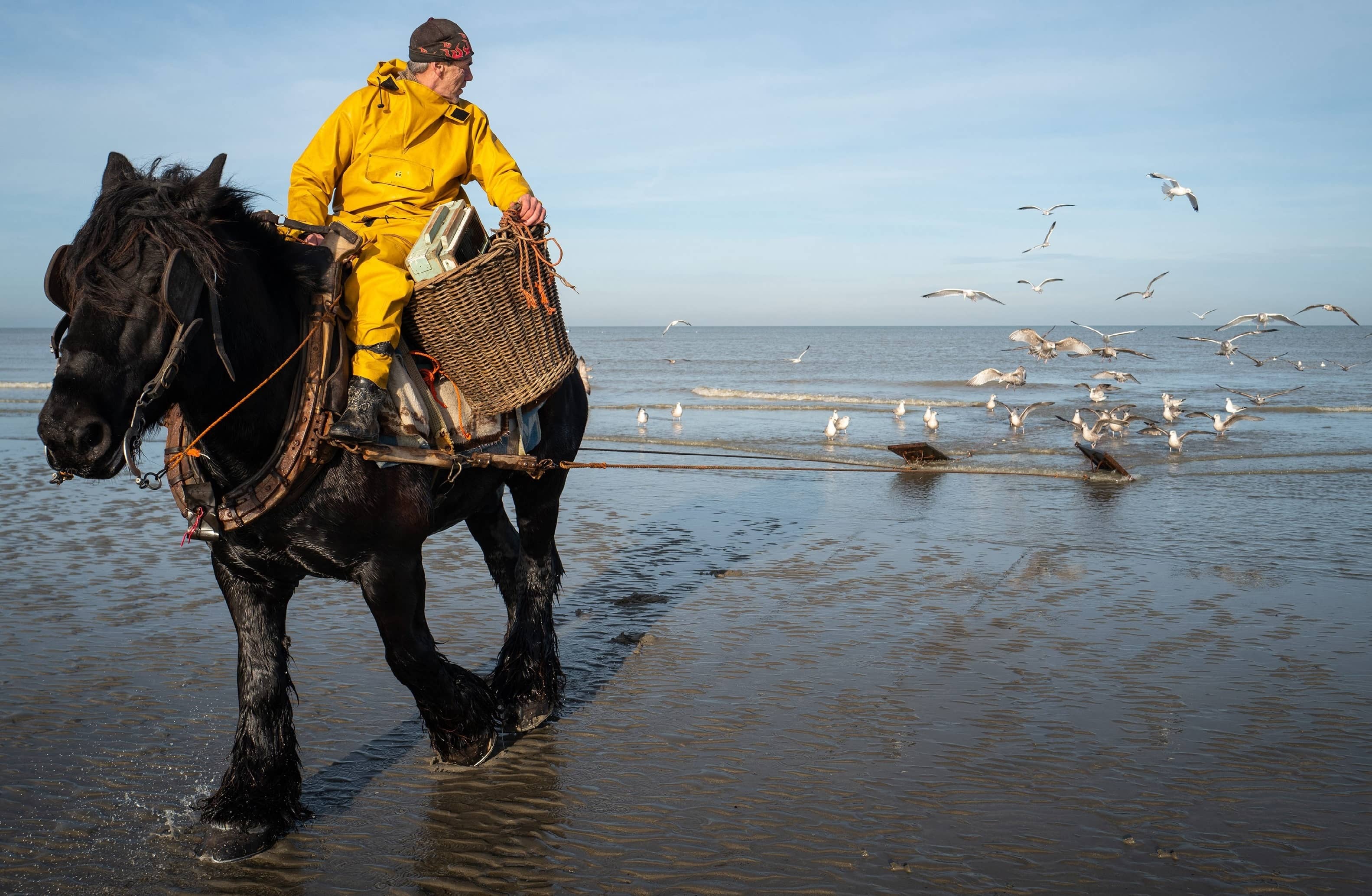 Pesca de langostinos a caballo