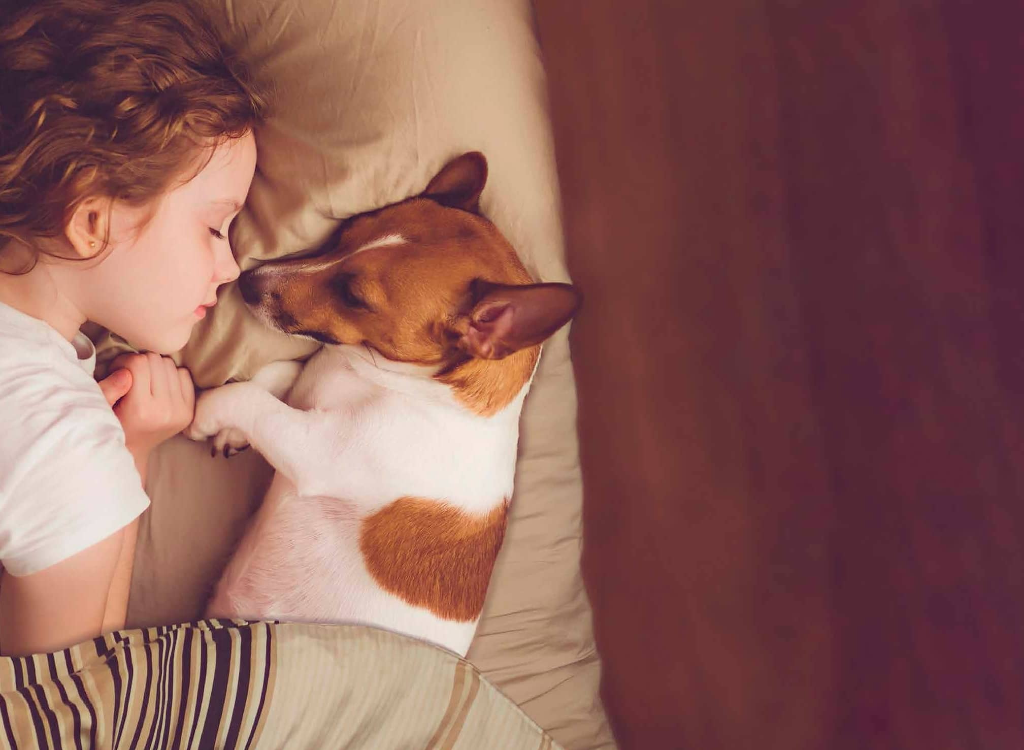 Muchos Aprendizajes Positivos. Mascotas, Los Pros Para Tu Hijo