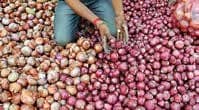 States Shun Imported Onions, Centre Worries Stock May Rot