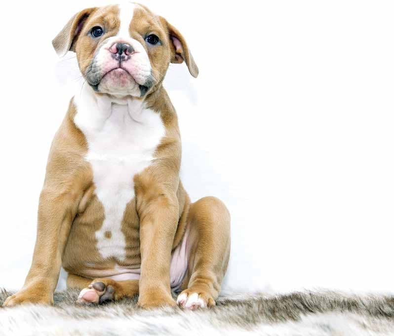Is Your Pet Obese?