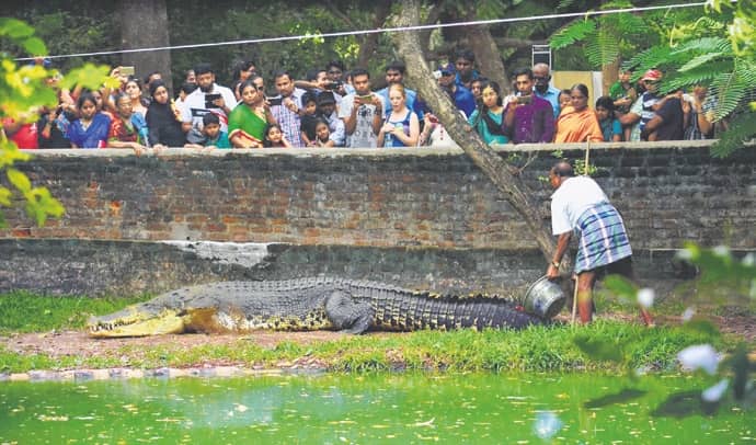 Did Jaws, India's Biggest Crocodile In Captivity, Die Of Stress?