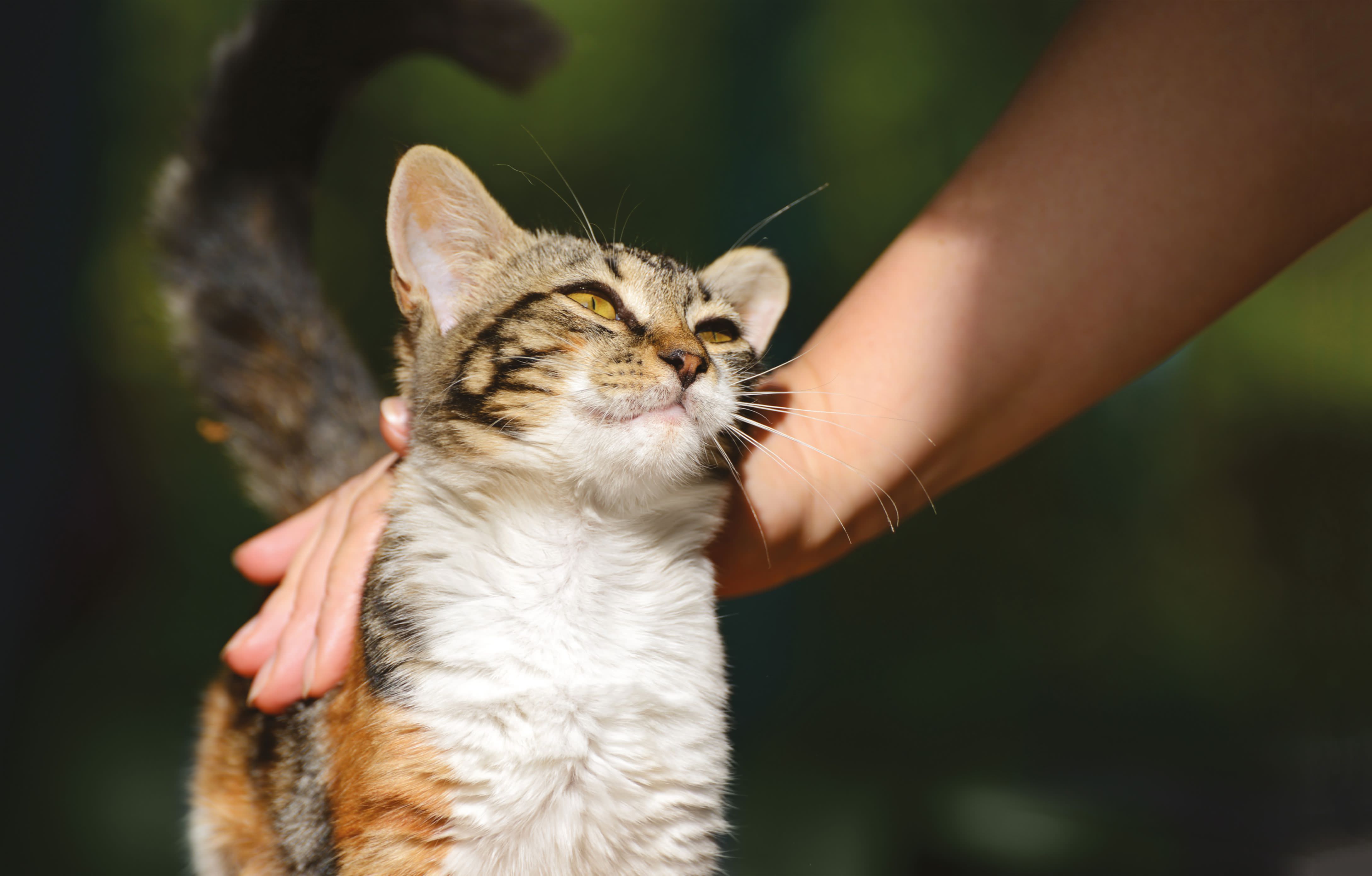 do-cats-purr-when-humans-aren-t-around-huffpost-uk