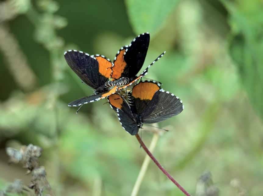 Counting Butterflies