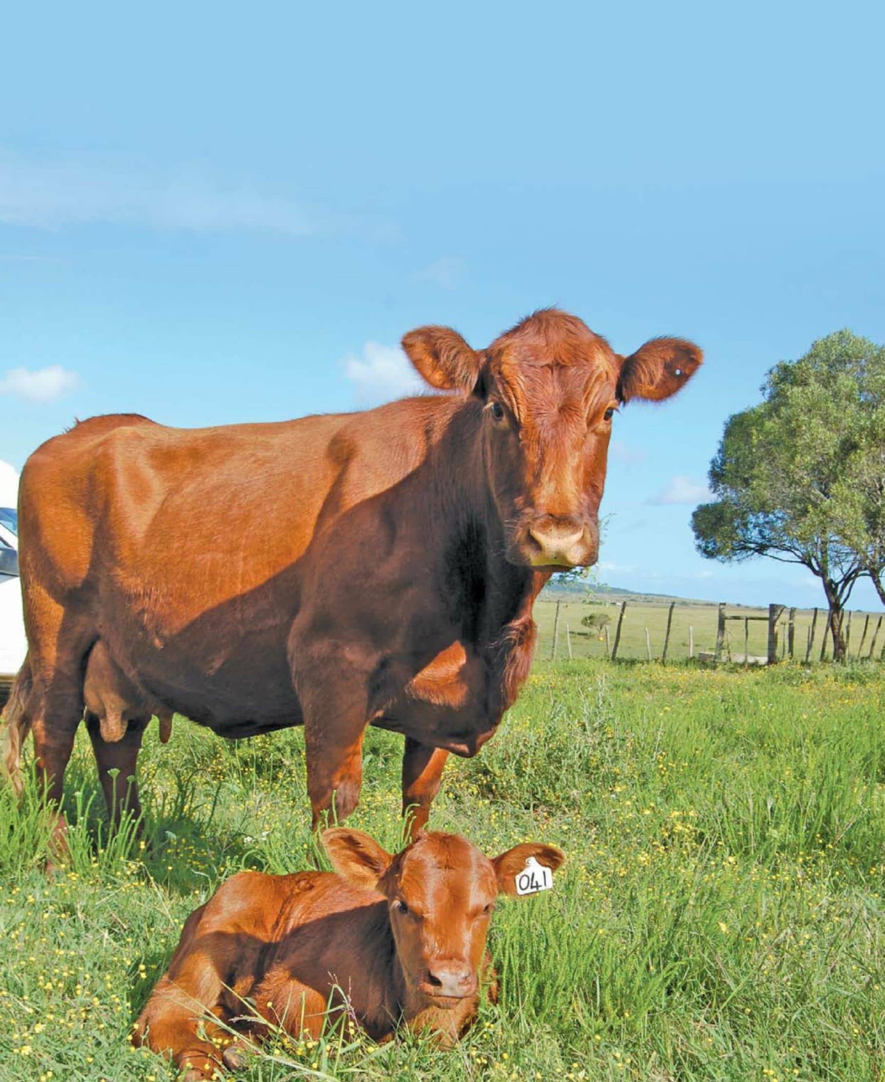 Extending Artificial Insemination To Beef Cattle