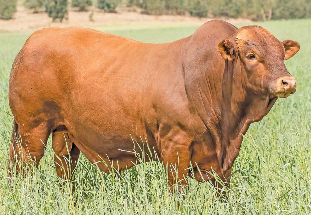 Strict selection sees Beefmaster stud thrive