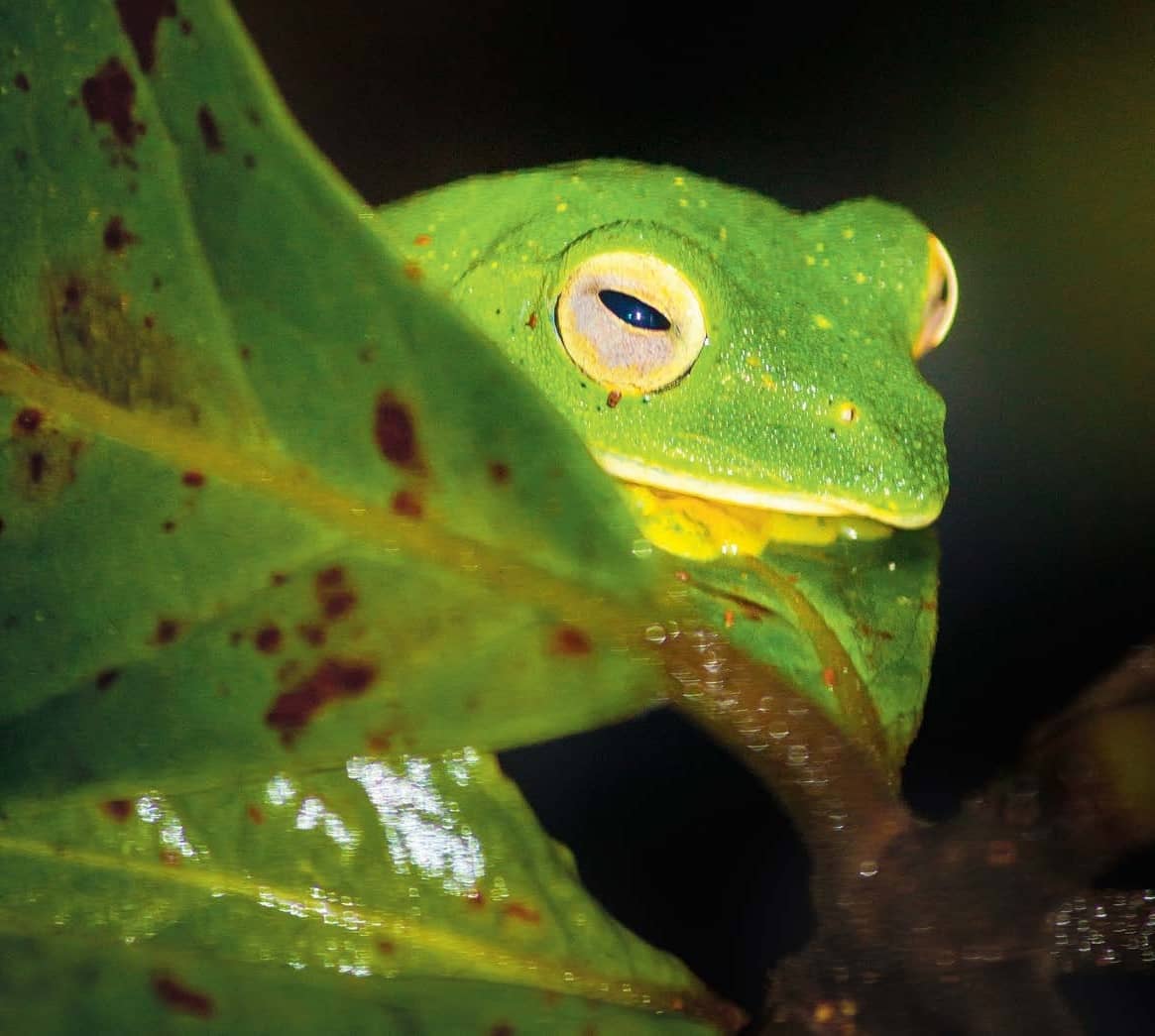 Watch The Frogs Come Out To Play In Amboli, Maharashtra