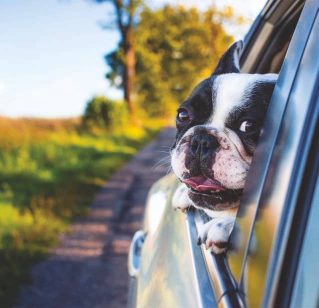 Traveling With Pets