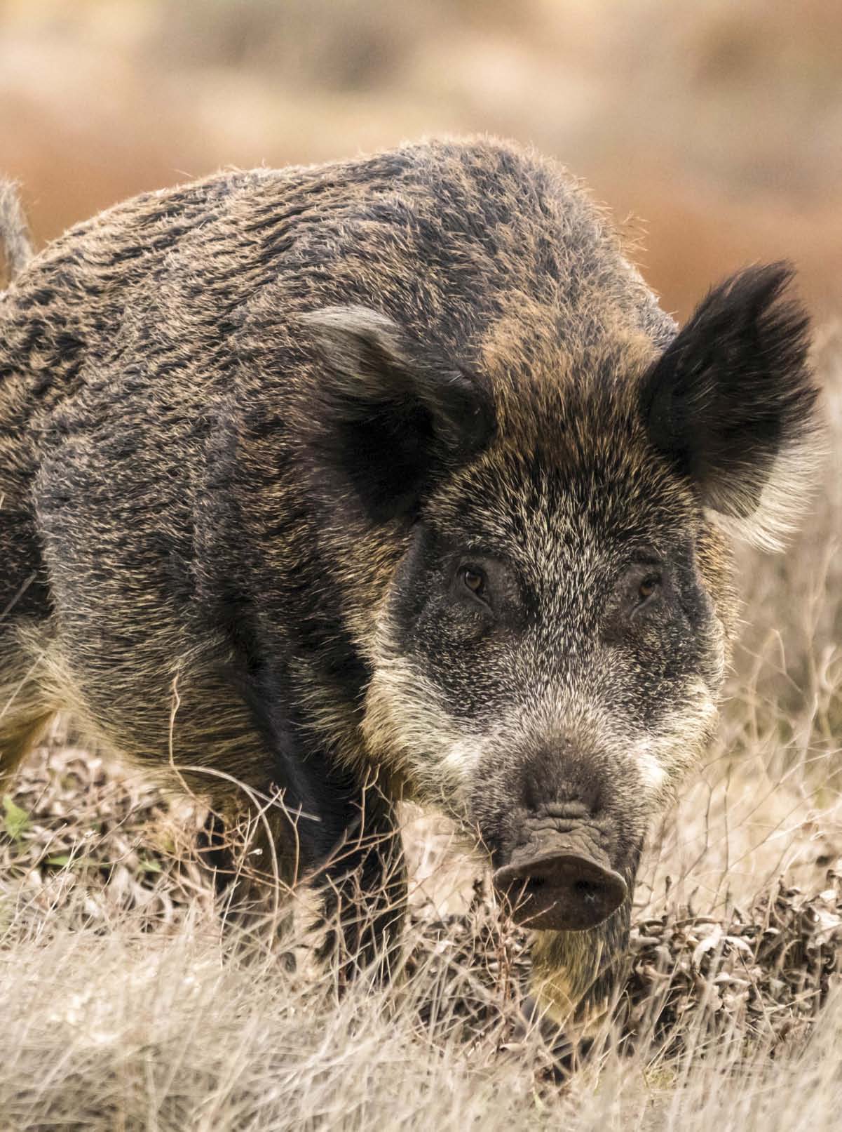 BATTLING BOARS IN THE BALKANS