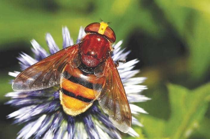 The hornet mimic hoverfly