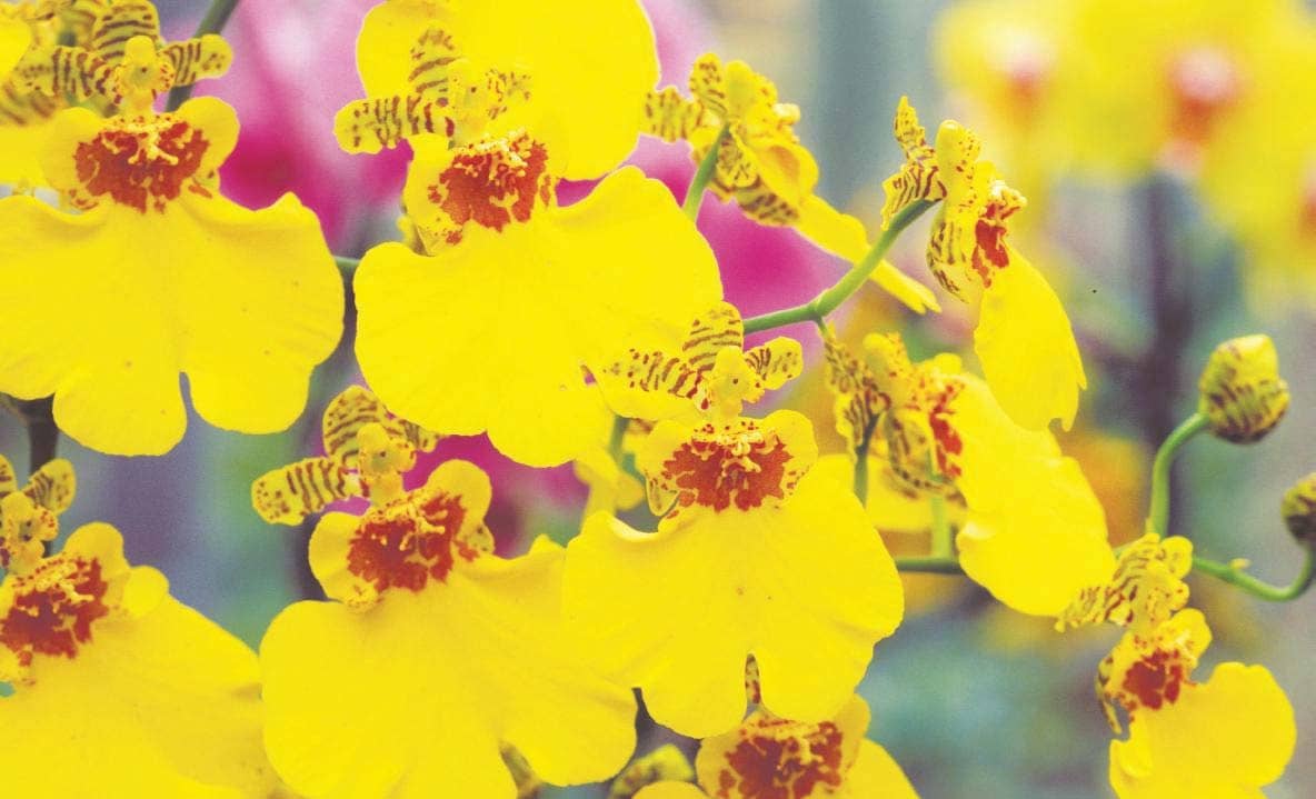 Enchanting and challenging Orchids