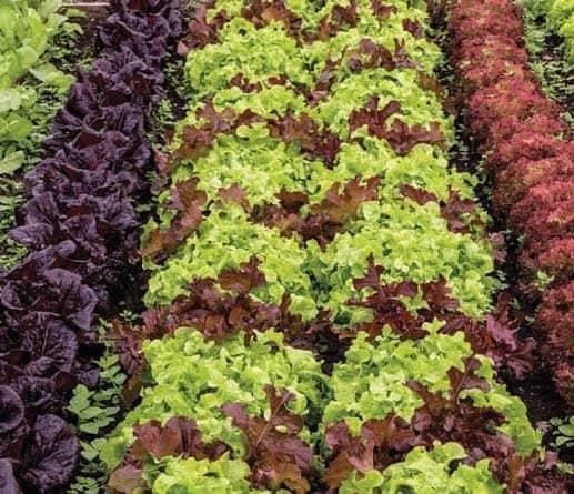 produce bolsas for lettuce