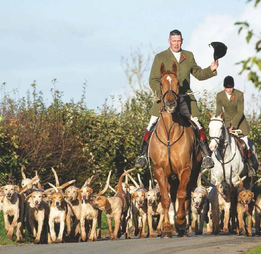 A top-class pack of hounds