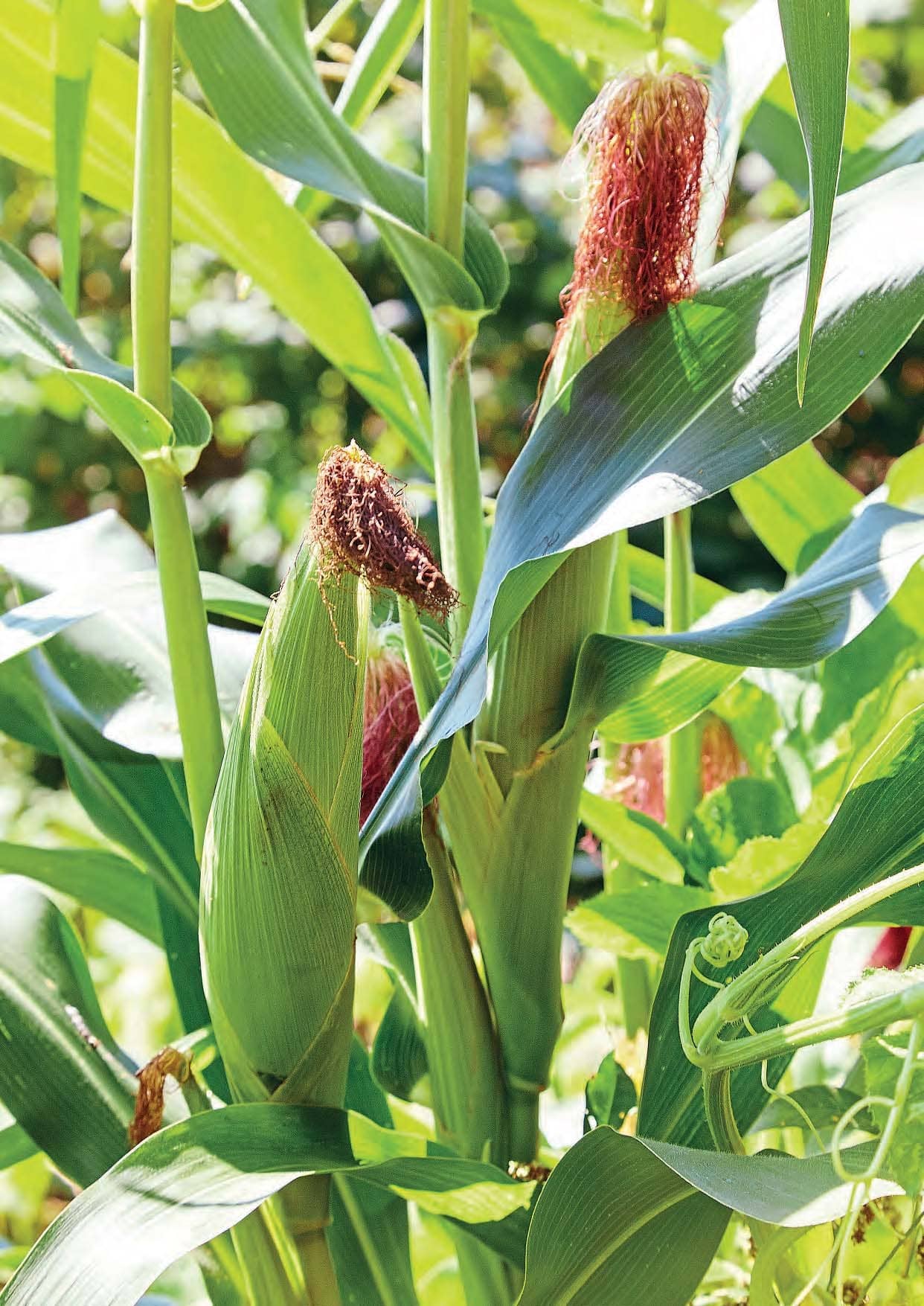 SWEETCORN: WHAT'S NOT TO LOVE?