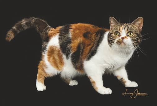 FUR NAMES