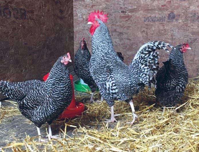 Making A Personal Choice With Poultry Breeds