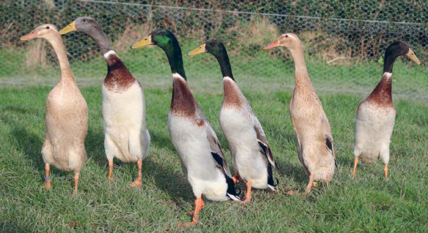 Indian Runner Duck Eggs Colors Lifespan Care Bird Baron