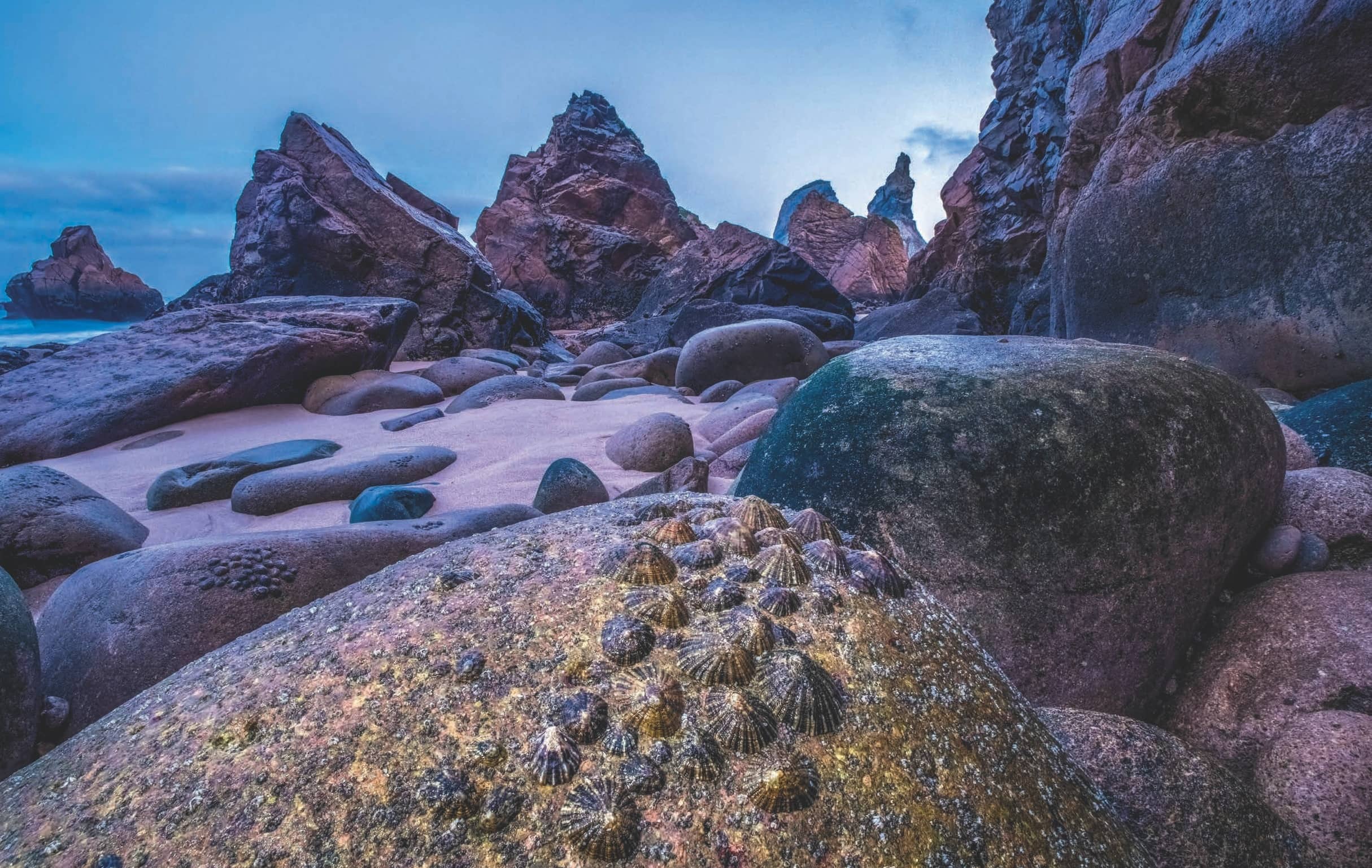 Sea Shells  On The Sea Shore