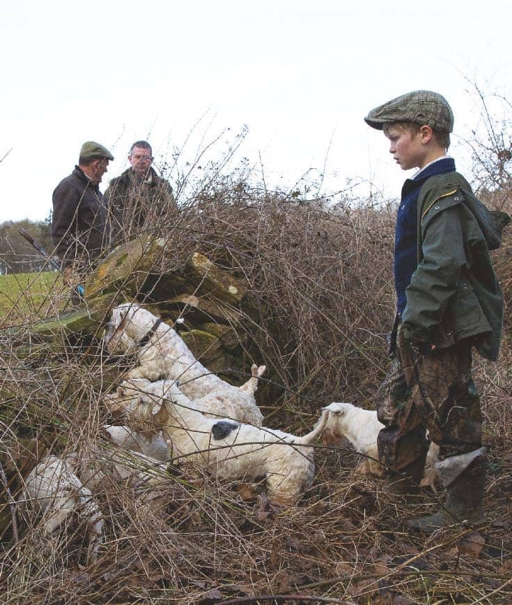 harry parsons sealyham