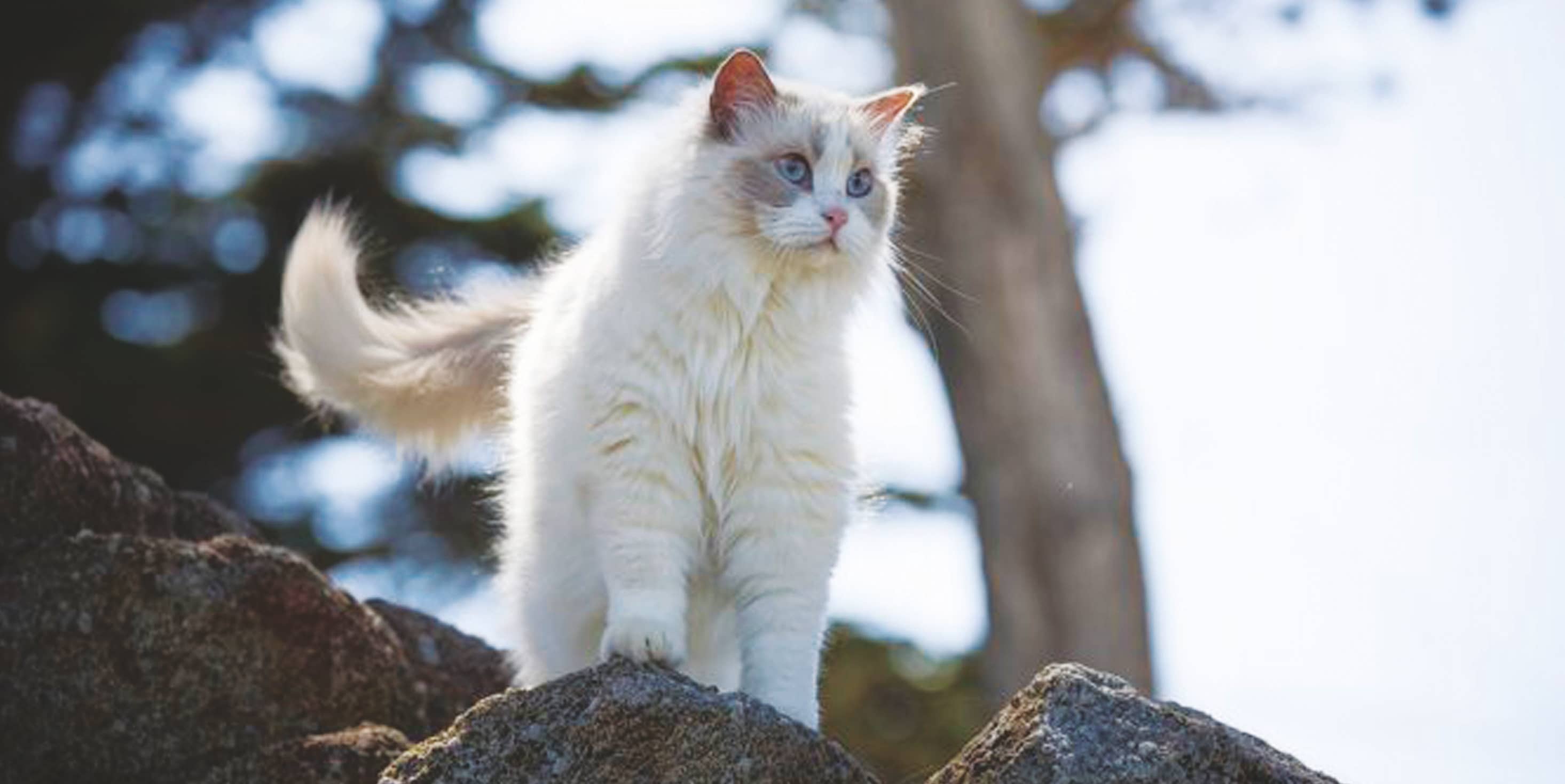 white ragdoll persian